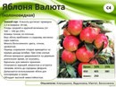 Сияние, садовый центр природного земледелия